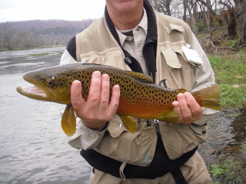24 inch brown trout