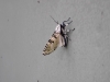 cicadawhite